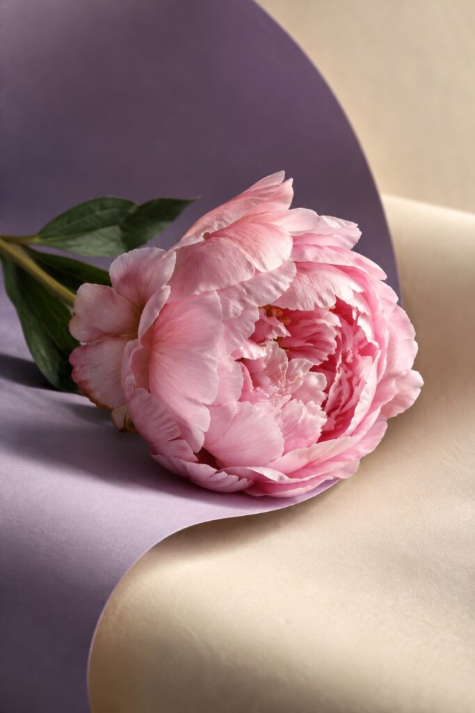 A pink peony resting on curved lilac and cream paper